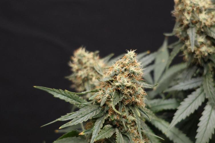 Grandmommy Purple. Week 12