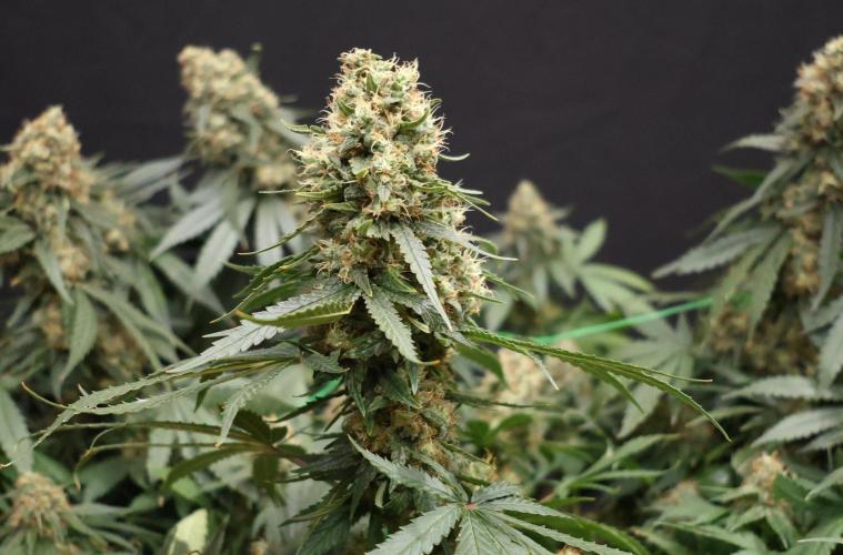 Grandmommy Purple. Week 12
