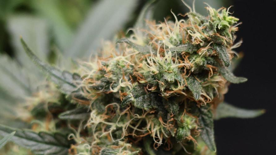 Grandmommy Purple. Week 12