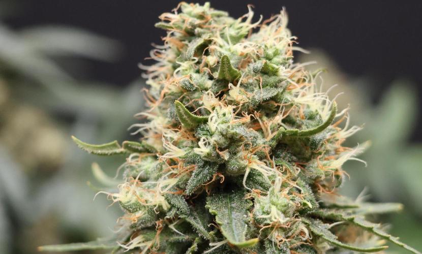 Grandmommy Purple. Week 12