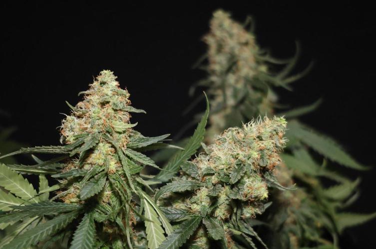 Grandmommy Purple. Week 12