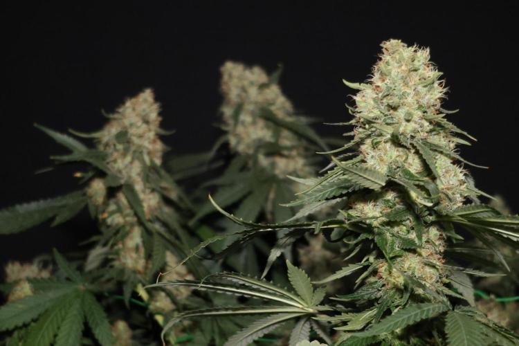 Grandmommy Purple. Week 12