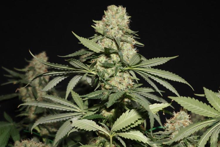 Grandmommy Purple. Week 12
