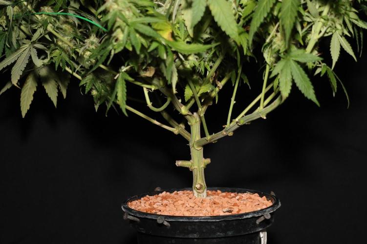 Grandmommy Purple. Week 12