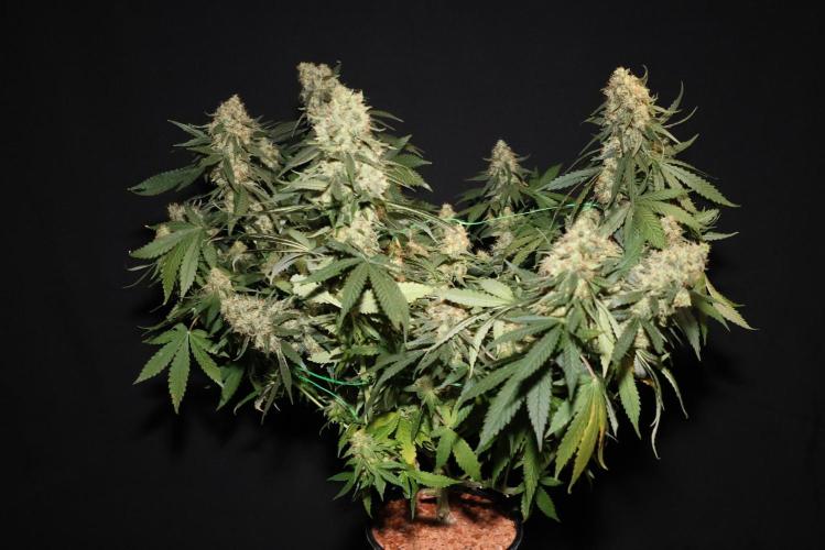 Grandmommy Purple. Week 12