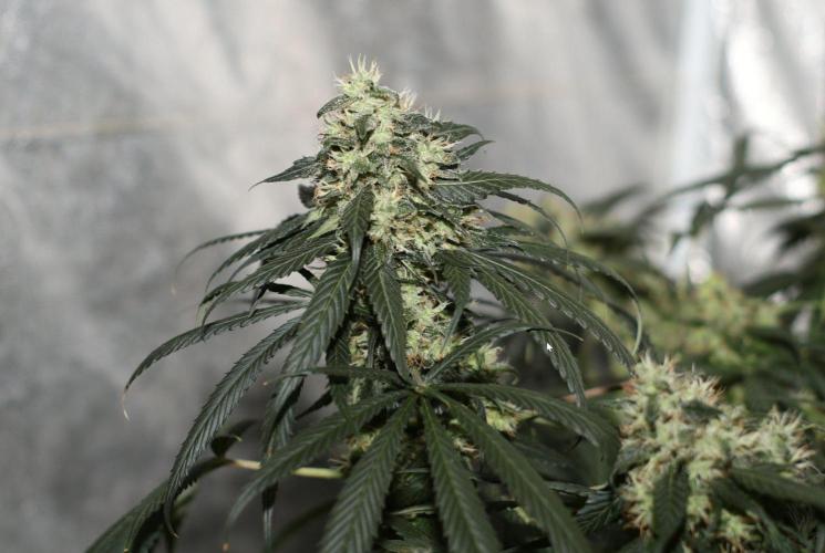 Kees Old School Haze Regular. Week 12