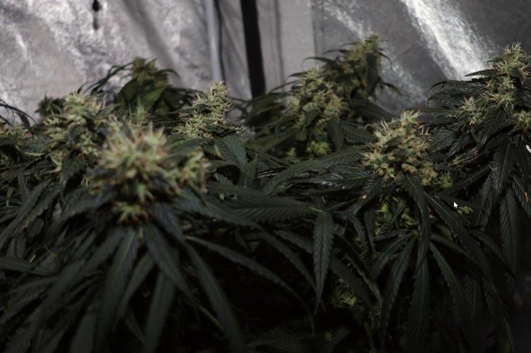 Kees Old School Haze Regular. Week 12