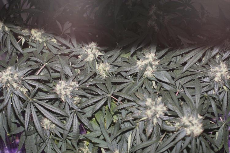 Kees Old School Haze Regular. Week 12