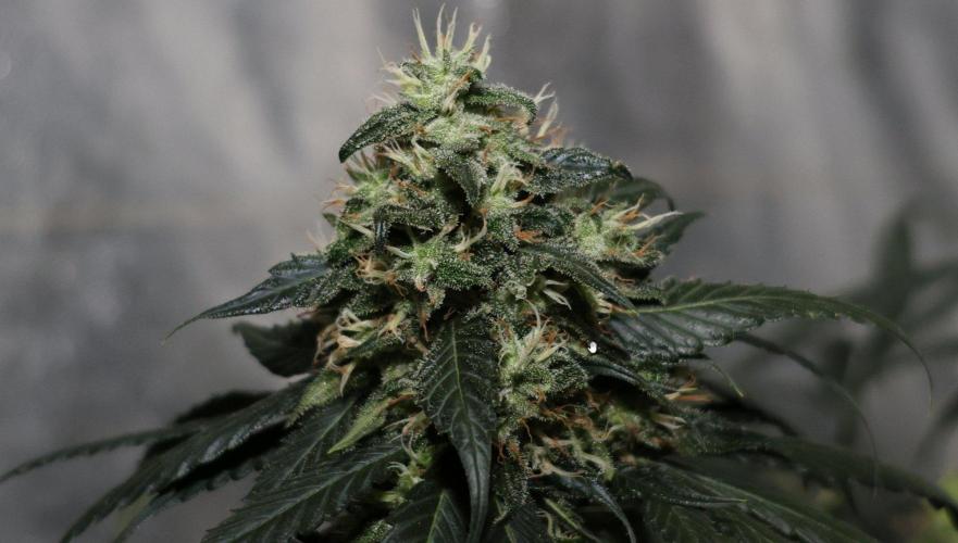 Kees Old School Haze Regular. Week 12