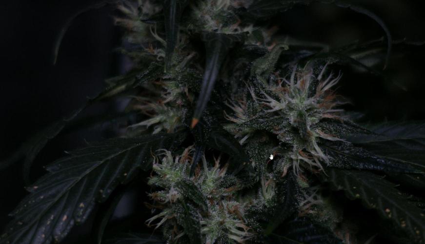 Kees Old School Haze Regular. Week 12