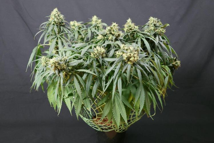 Kees Old School Haze Regular. Week 13