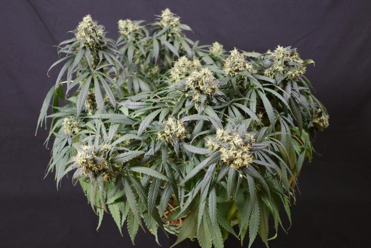 Kees Old School Haze Regular. Week 13
