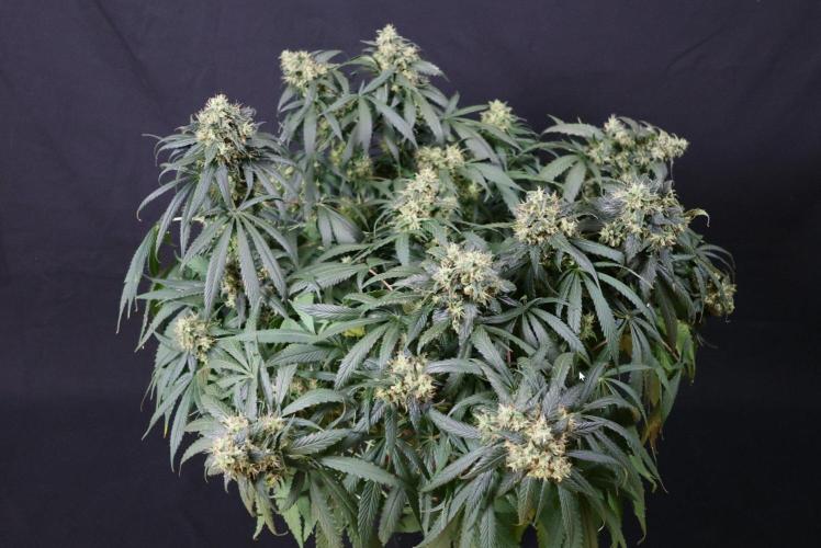 Kees Old School Haze Regular. Week 13