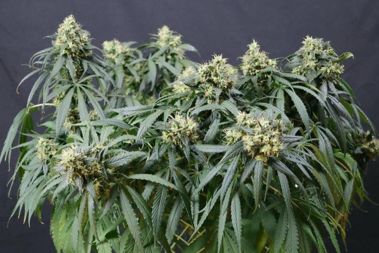 Kees Old School Haze Regular. Week 13