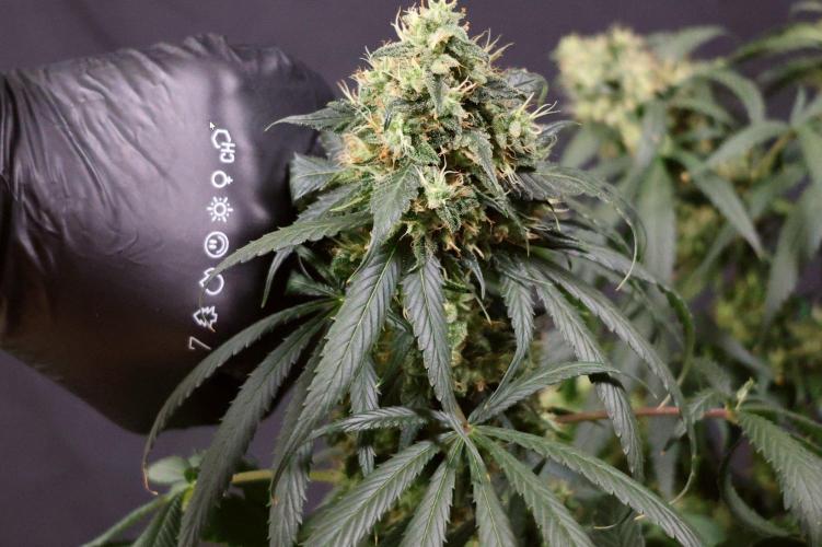 Kees Old School Haze Regular. Week 13