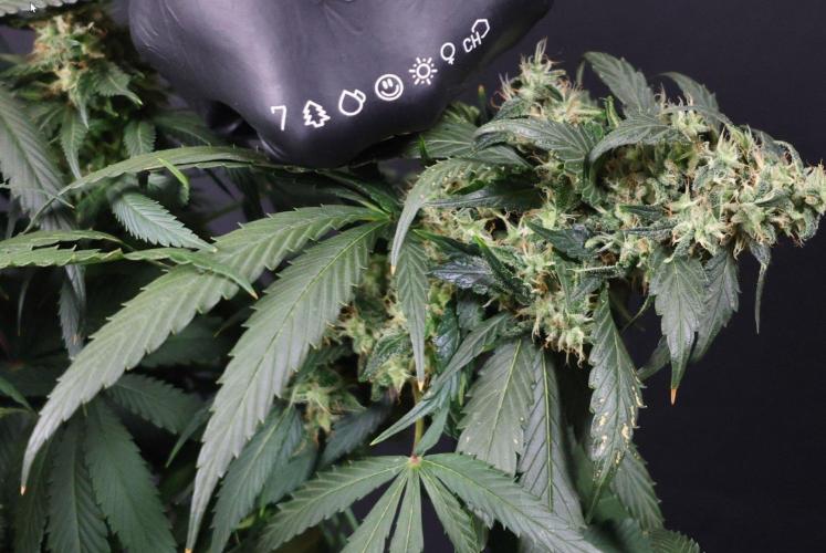 Kees Old School Haze Regular. Week 13