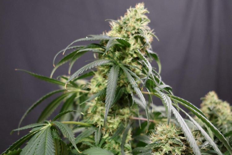 Kees Old School Haze Regular. Week 13