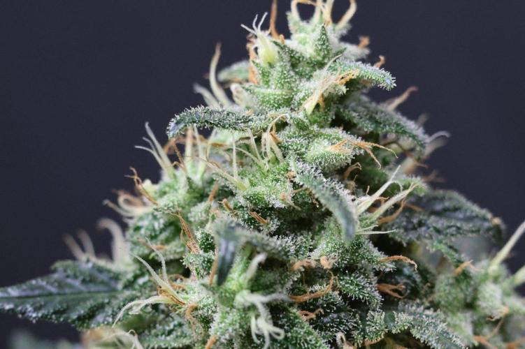 Kees Old School Haze Regular. Week 13