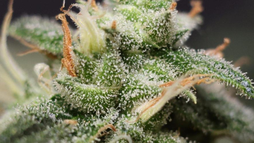 Kees Old School Haze Regular. Week 13