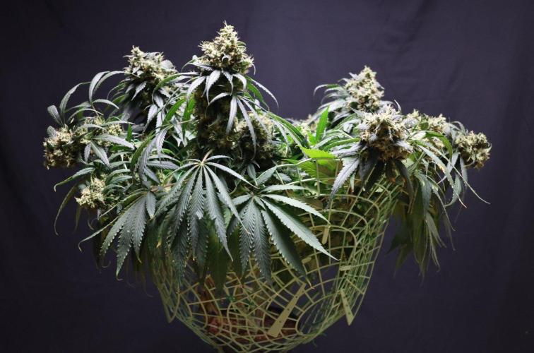 Kees Old School Haze Regular. Week 14