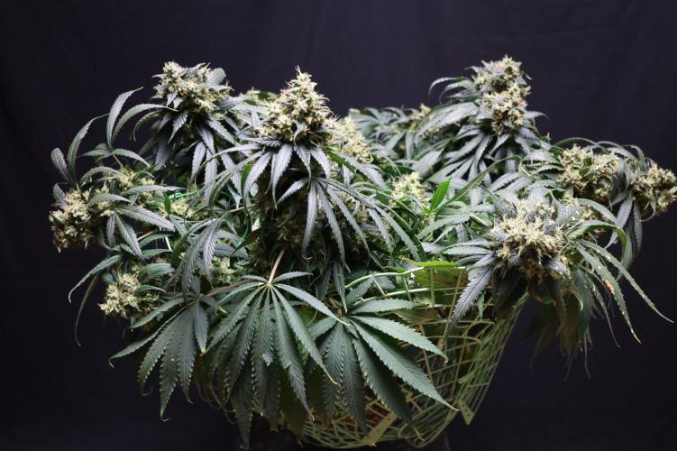 Kees Old School Haze Regular. Week 14