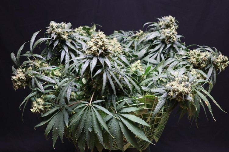 Kees Old School Haze Regular. Week 14