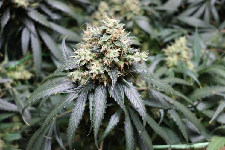 Kees Old School Haze Regular. Week 14