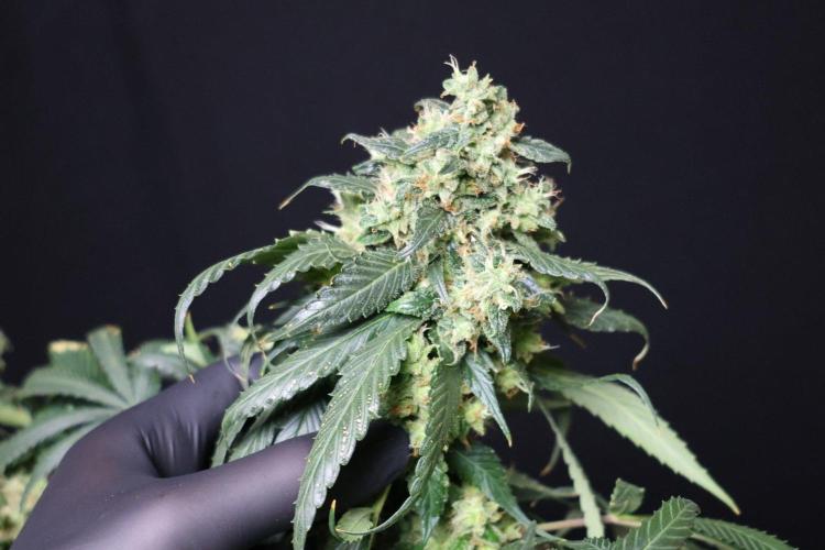Kees Old School Haze Regular. Week 14