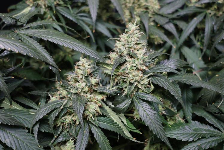 Kees Old School Haze Regular. Week 14