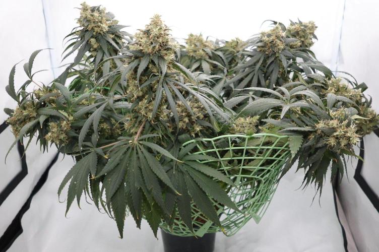 Kees Old School Haze Regular. Week 14