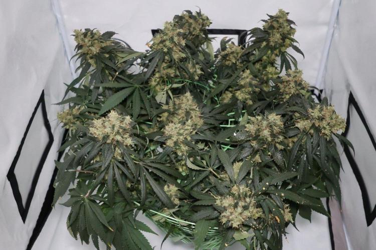 Kees Old School Haze Regular. Week 14