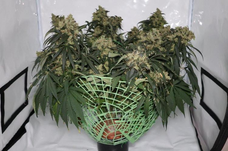Kees Old School Haze Regular. Week 14