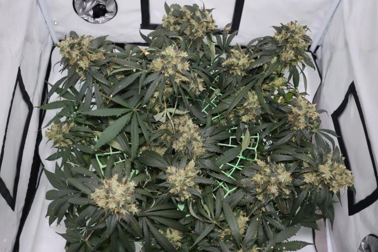 Kees Old School Haze Regular. Week 14