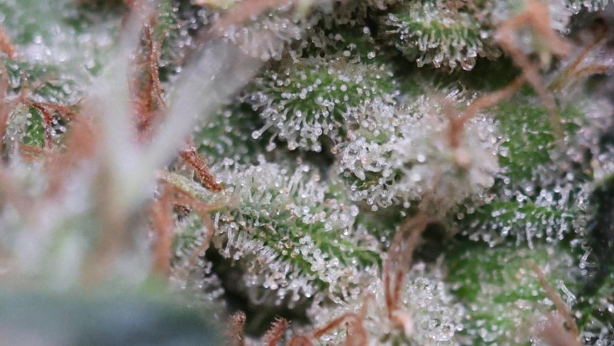 Kees Old School Haze Regular. Week 14