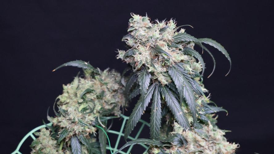 Kees Old School Haze Regular. Week 15