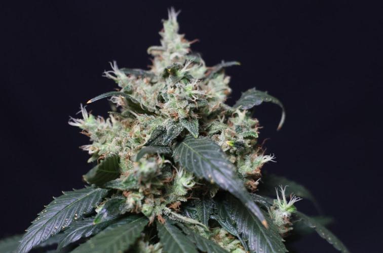 Kees Old School Haze Regular. Week 15