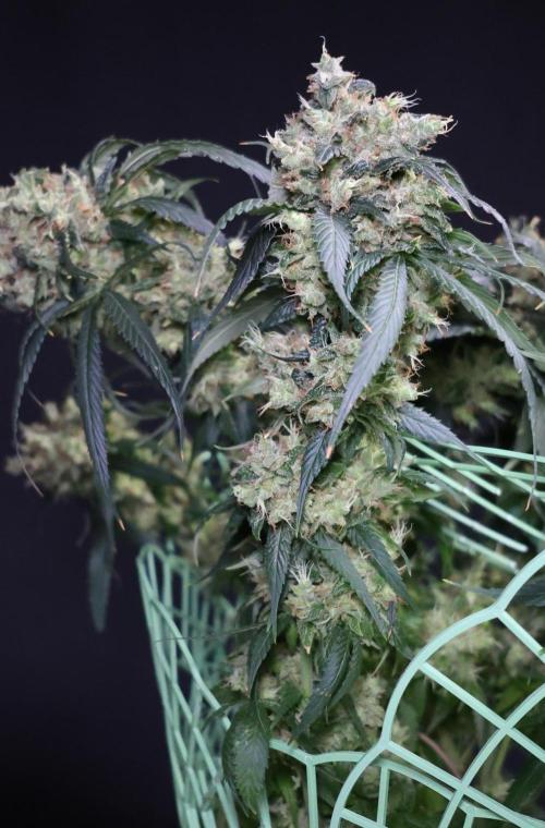 Kees Old School Haze Regular. Week 15