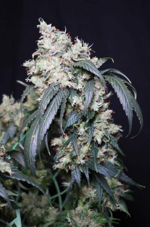Kees Old School Haze Regular. Week 15