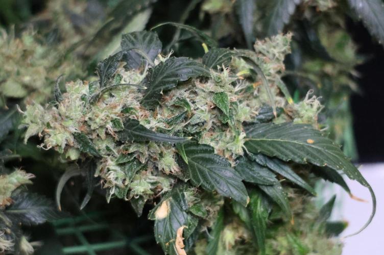 Kees Old School Haze Regular. Week 15