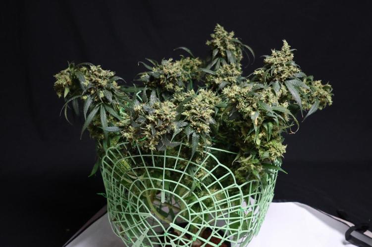 Kees Old School Haze Regular. Week 15