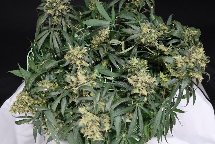 Kees Old School Haze Regular. Week 15