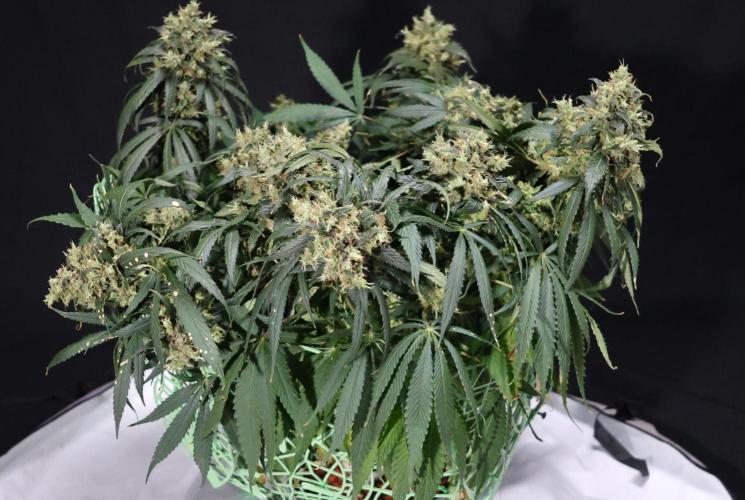 Kees Old School Haze Regular. Week 15