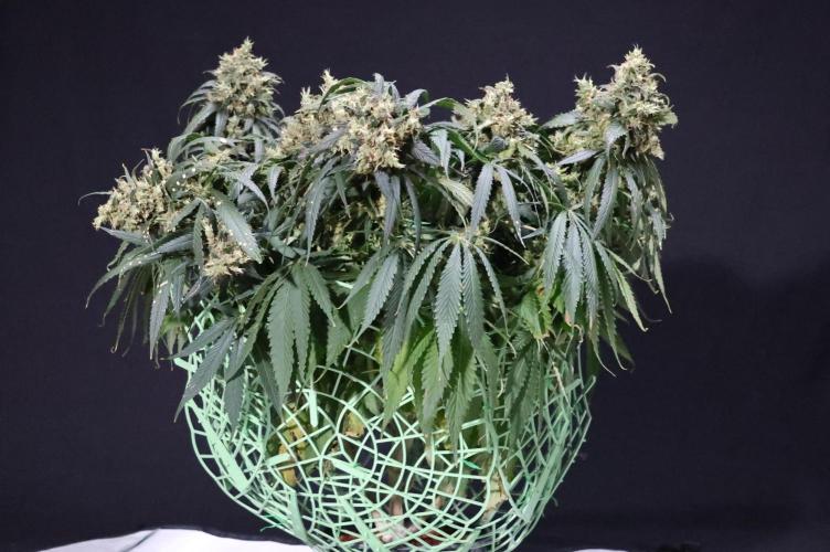 Kees Old School Haze Regular. Week 15