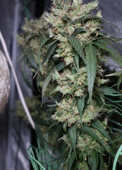 Kees Old School Haze Regular. Week 16
