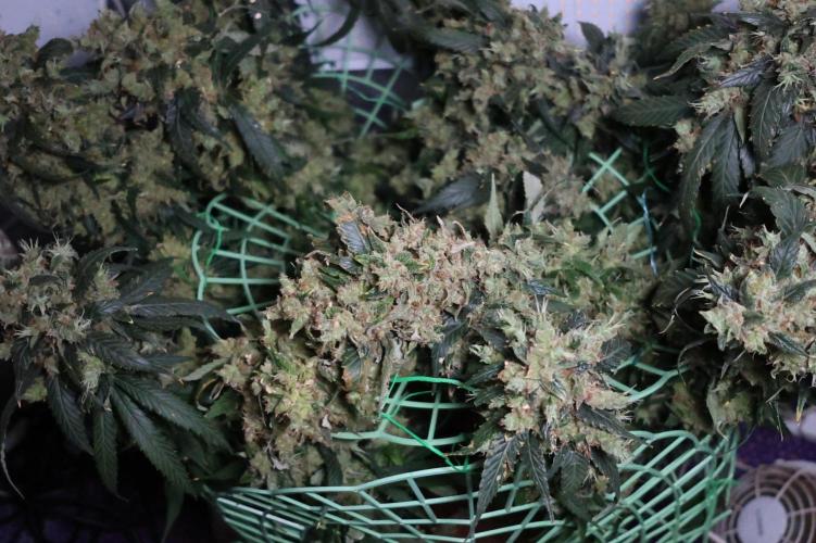 Kees Old School Haze Regular. Week 16