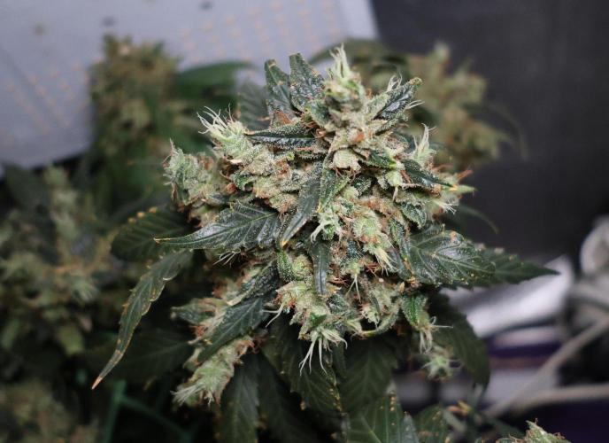 Kees Old School Haze Regular. Week 16