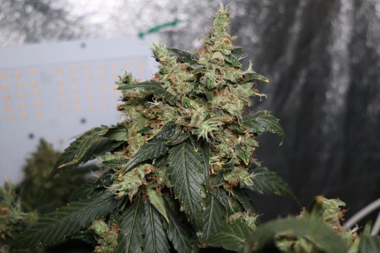 Kees Old School Haze Regular. Week 16