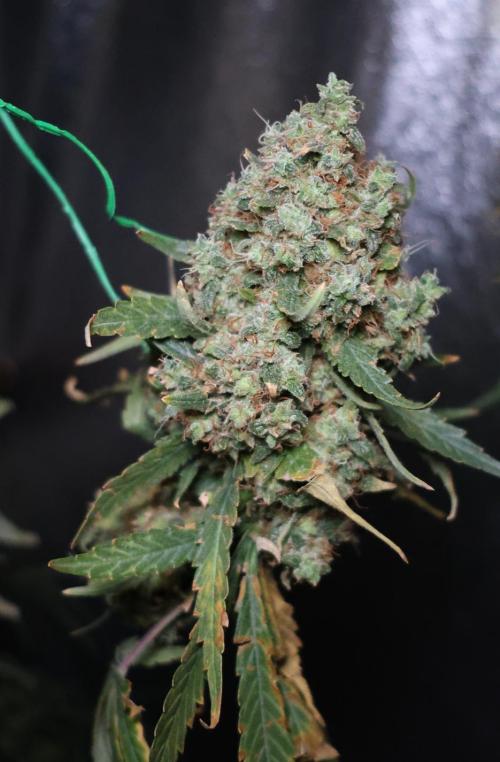 Grandmommy Purple. Week 16