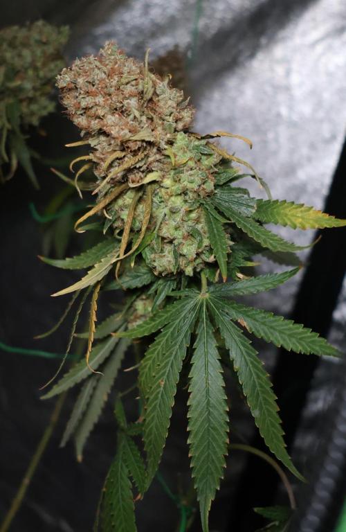 Grandmommy Purple. Week 16