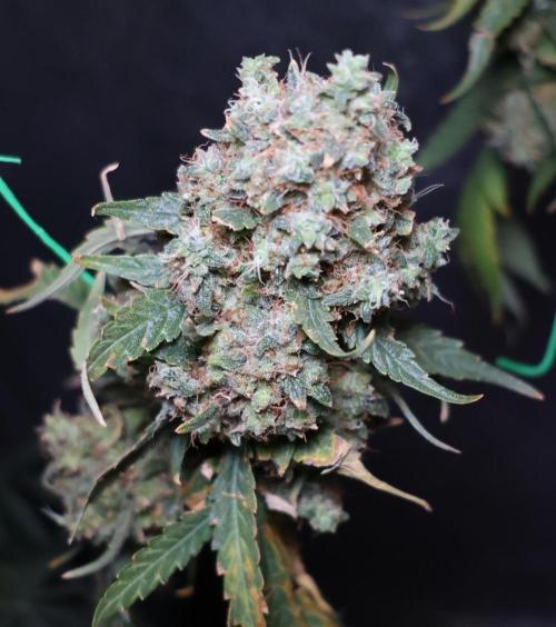 Grandmommy Purple. Week 16